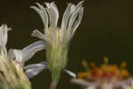 Pine barren whitetop aster